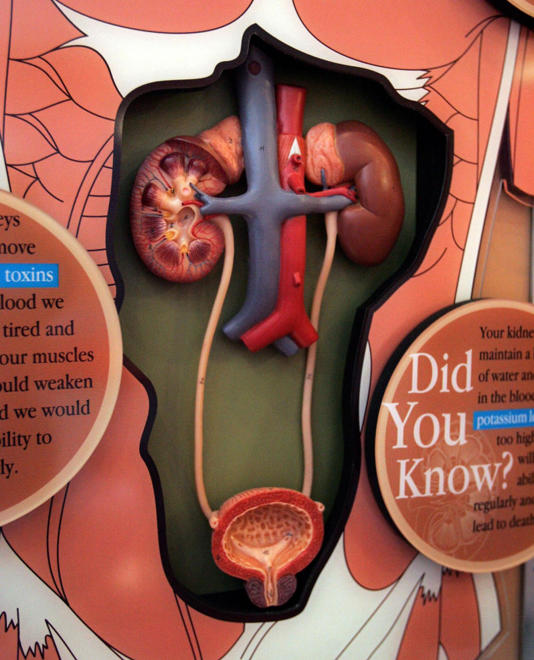 How to keep your kidneys healthy: Interesting&nbsp;Tips-