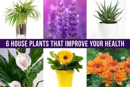 Best Houseplants Good For Your&nbsp;Health-