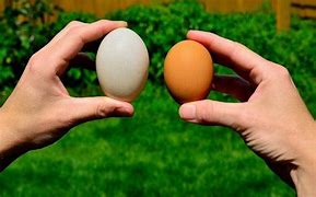 Duck eggs vs Chicken eggs: What are the major health impacts of both of&nbsp;them?