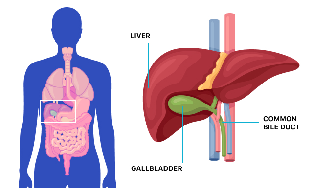 How Can You Prevent Liver Kidney and Gall Bladder&nbsp;Diseases?
