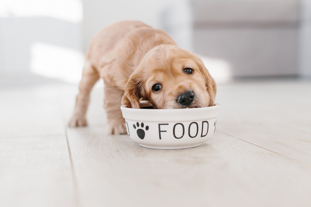 NATURE BITE PETS:THE FUTURE OF PETS&nbsp;NUTRITION
