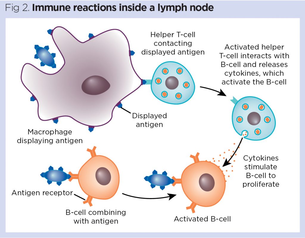 How lymphoid tissues protect against viral&nbsp;infections