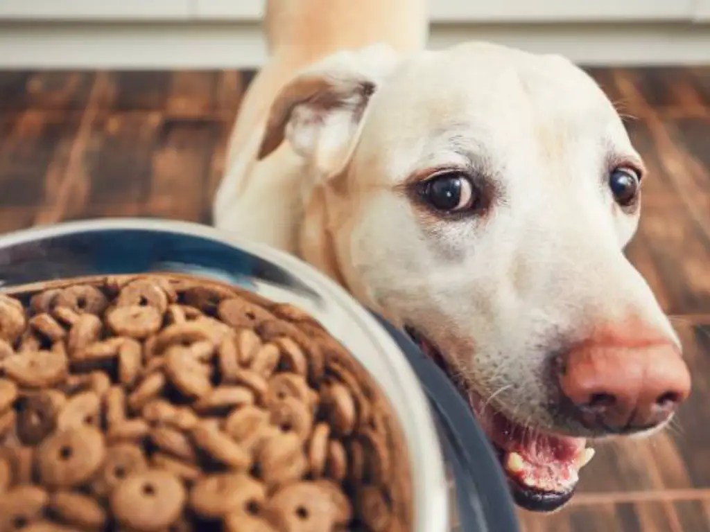 Pet Food Production Line: Everything You Need to Know About Dog Food and&nbsp;Beyond