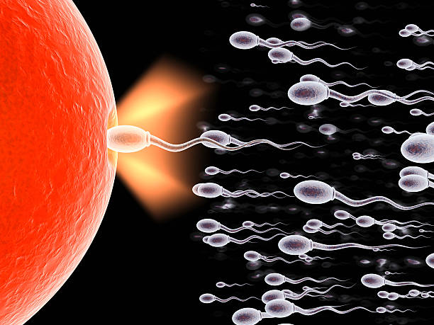 Sperm cells use heat as a switch to power up for egg penetration, finds&nbsp;study
