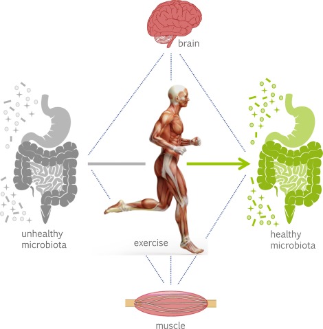 How Does Exercise Enhance Gut&nbsp;Health?