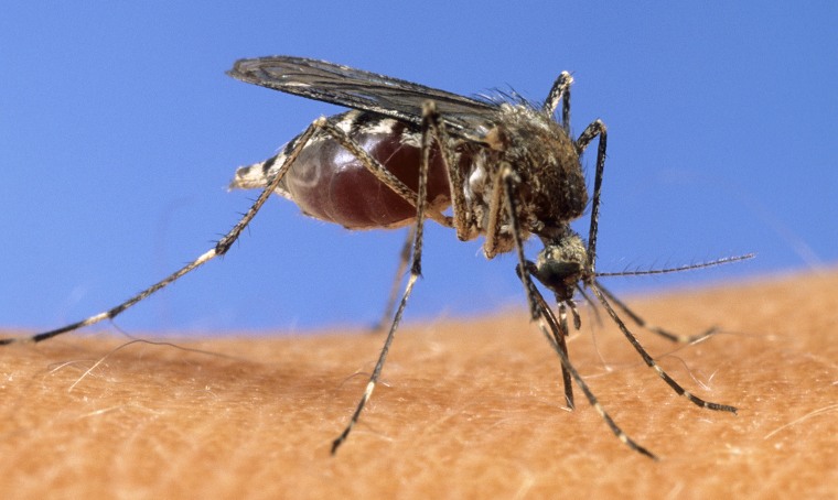 Record the number of cases of disease transmitted by mosquitoes in&nbsp;Europe